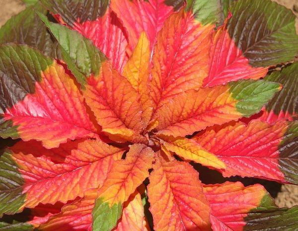 Amaranthus tricolor | Edible Amaranth | Tampala | Joseph's Coat | 100 Seeds