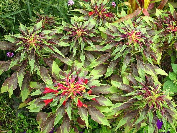 Amaranthus tricolor | Edible Amaranth | Tampala | Joseph's Coat | 100 Seeds